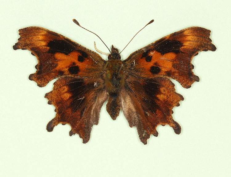 Polygonia c-album female (aberrant form suffusa) (Internet Image property of respective owner, non-commercial use only)